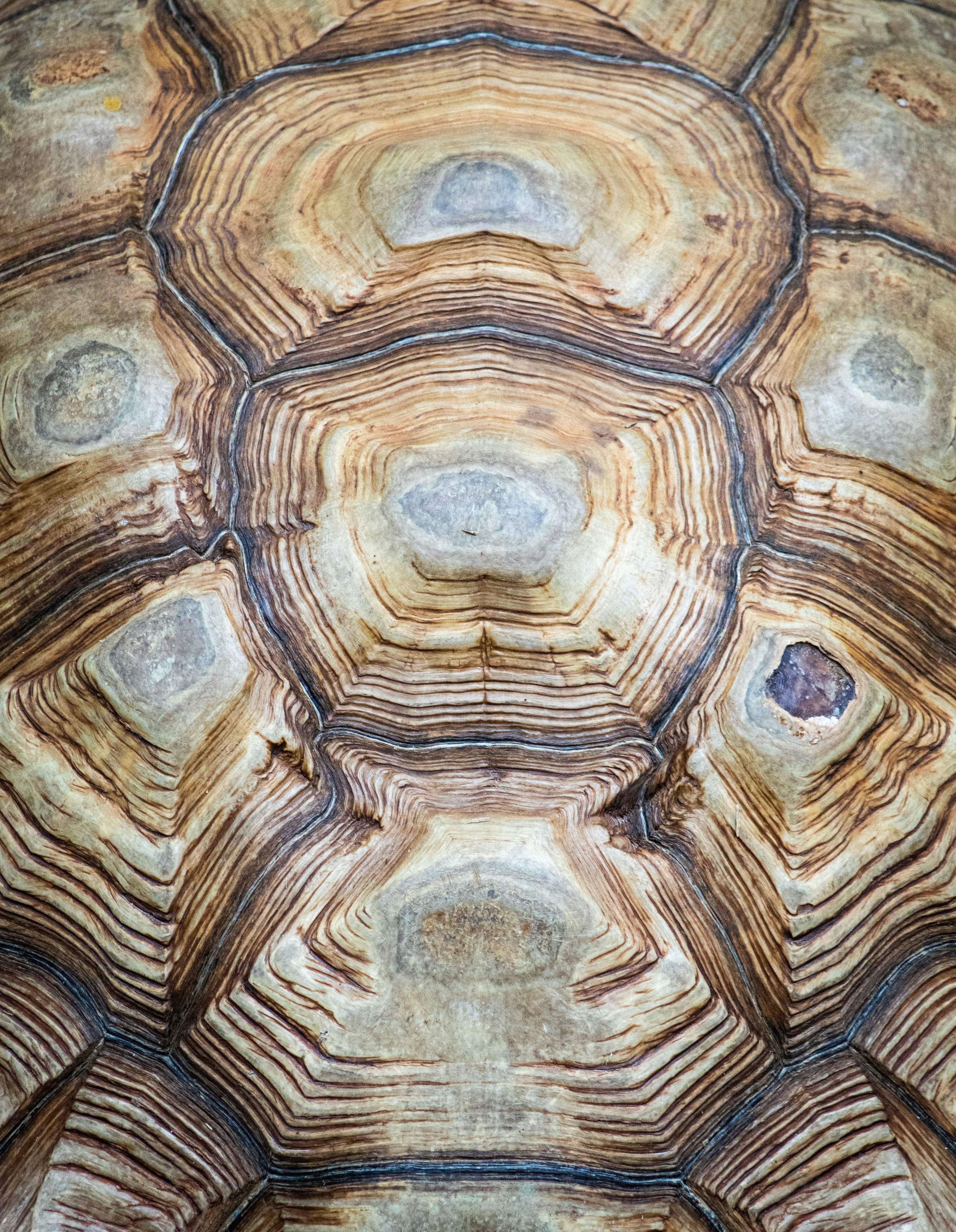 Beautiful turtle shell with natural hexagonal patterns